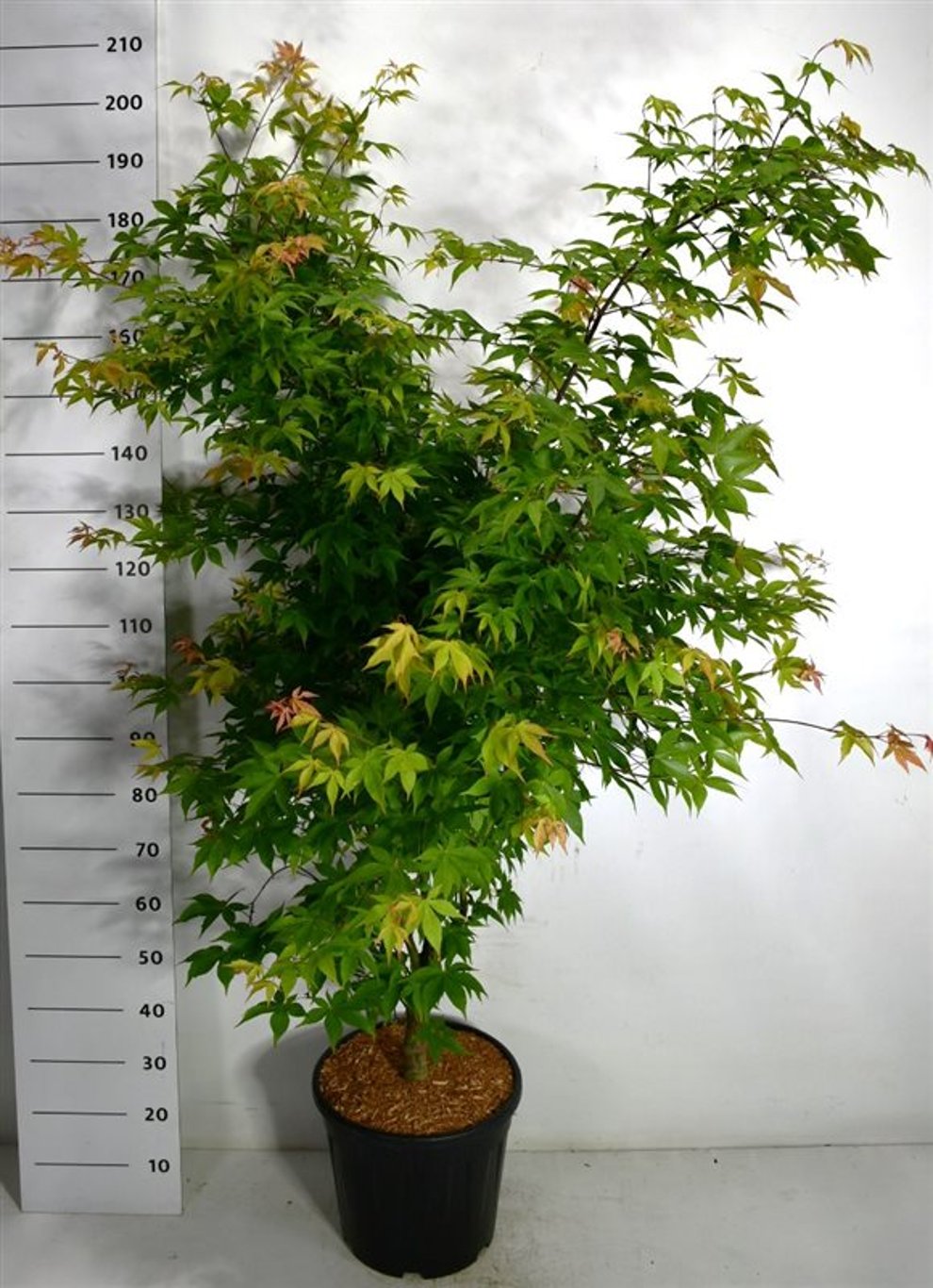 Acer pal. 'Osakazuki' - C25 150-175 CM